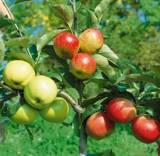 Malus Domestica Combo 4 In 1 - View 5 from www redcrocus com