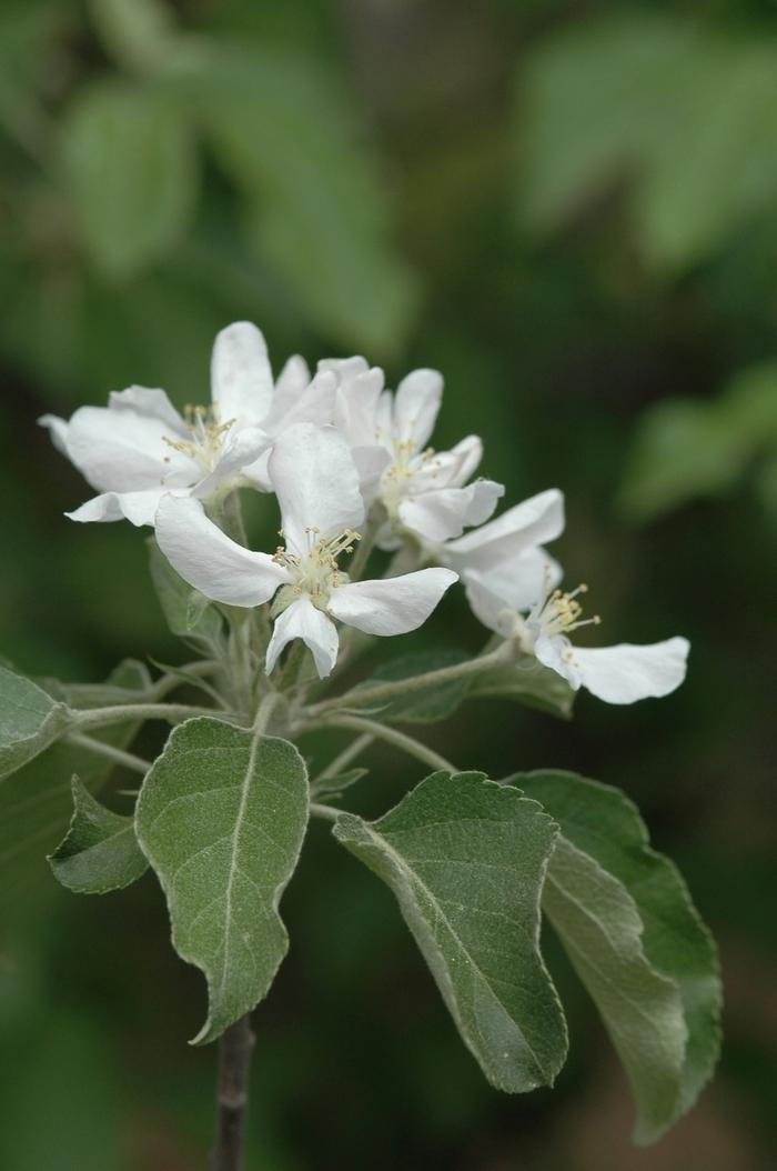 Malus Domestica Fuji - View 14 from www redcrocus com