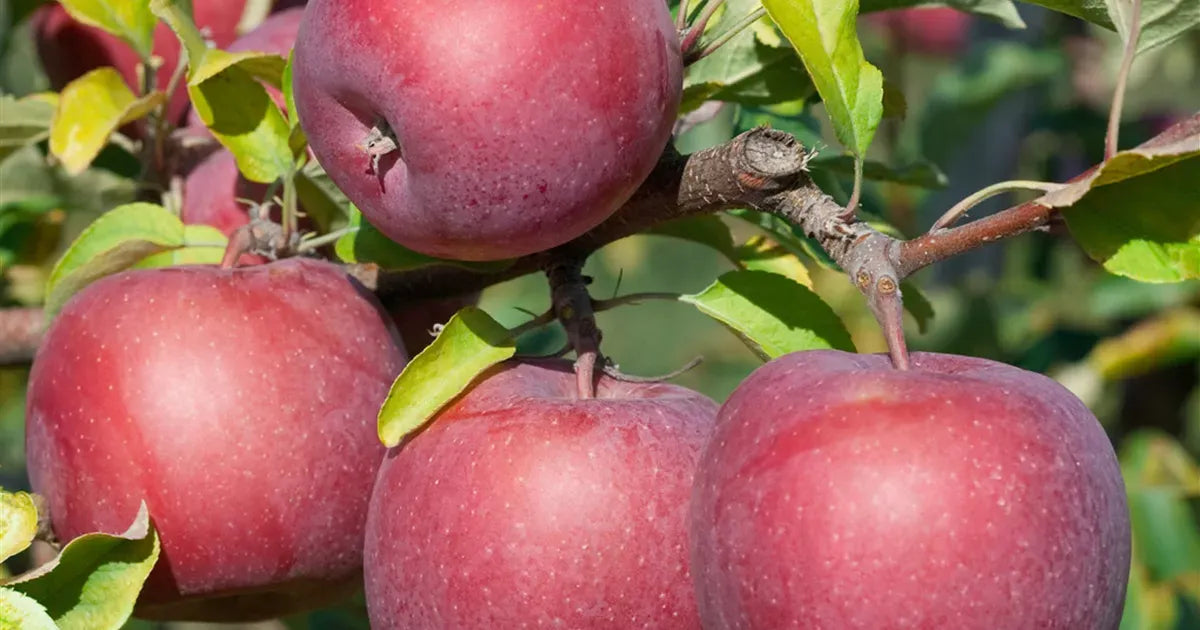 Malus Domestica Fuji - View 18 from www redcrocus com
