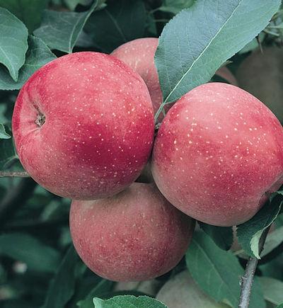 Malus Domestica Fuji - View 2 from www redcrocus com