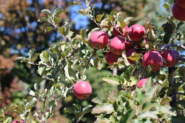 Malus Domestica Fuji - View 3 from www redcrocus com