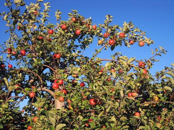 Malus Domestica Fuji - View 4 from www redcrocus com