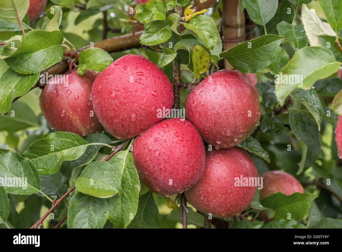Malus Domestica Fuji - View 9 from www redcrocus com