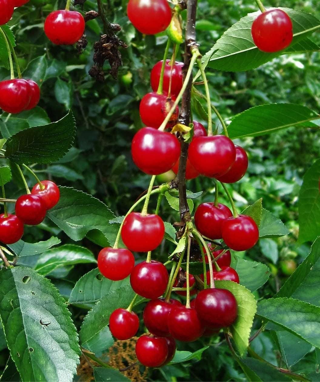 Prunus Avium Montmorency Sour Cherry - View 10 from www redcrocus com