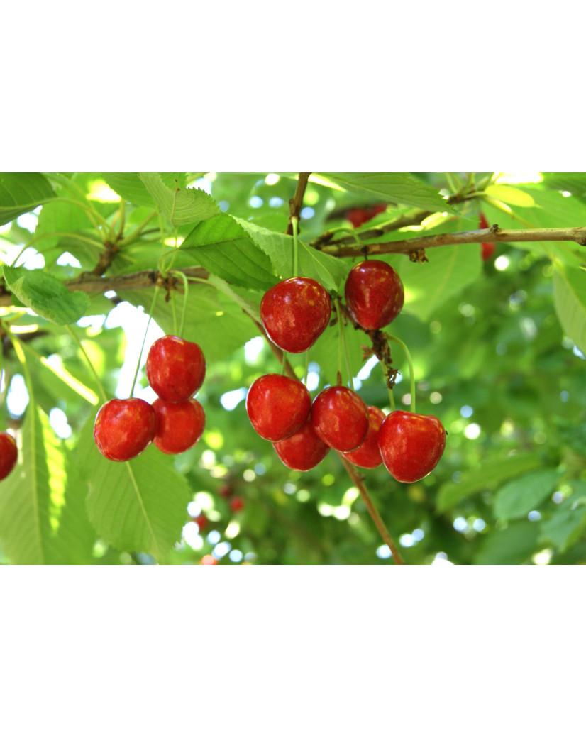 Prunus Avium Montmorency Sour Cherry - View 12 from www redcrocus com