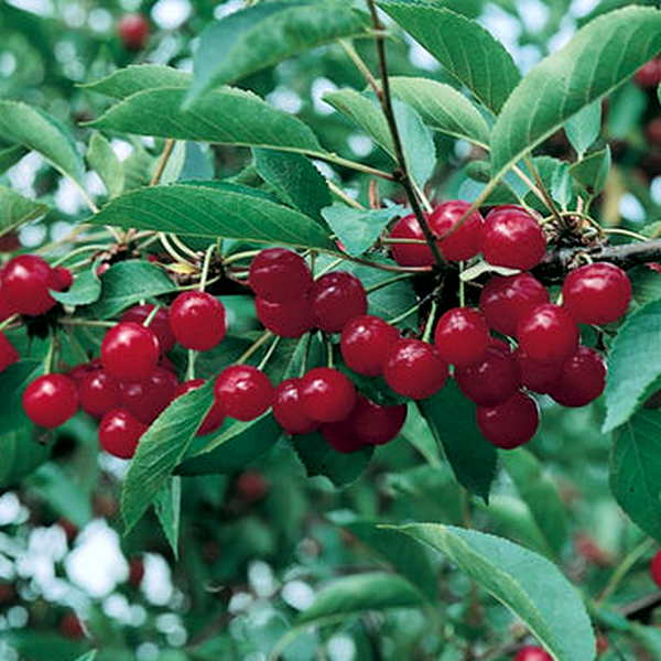 Prunus Avium Montmorency Sour Cherry - View 12 from www redcrocus com