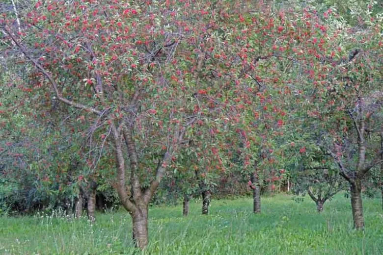 Prunus Avium Montmorency Sour Cherry - View 13 from www redcrocus com