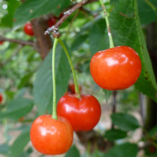 Prunus Avium Montmorency Sour Cherry - View 1 from www redcrocus com