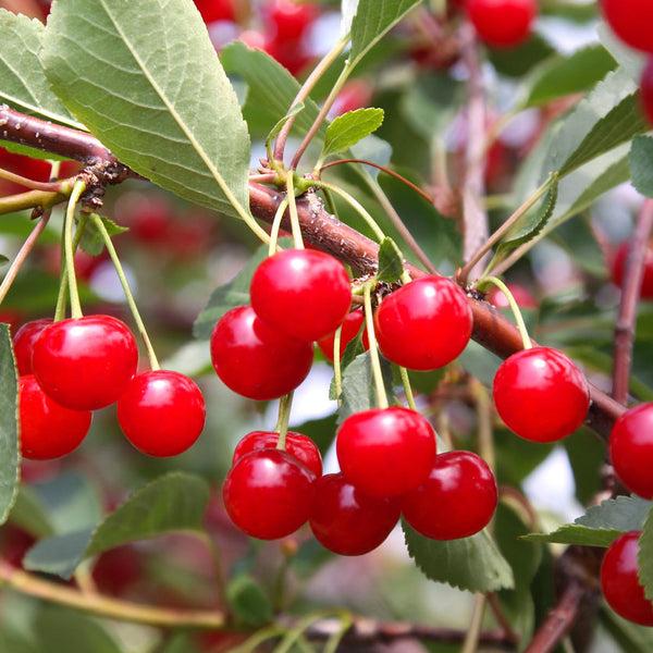 Prunus Avium Montmorency Sour Cherry - View 2 from www redcrocus com