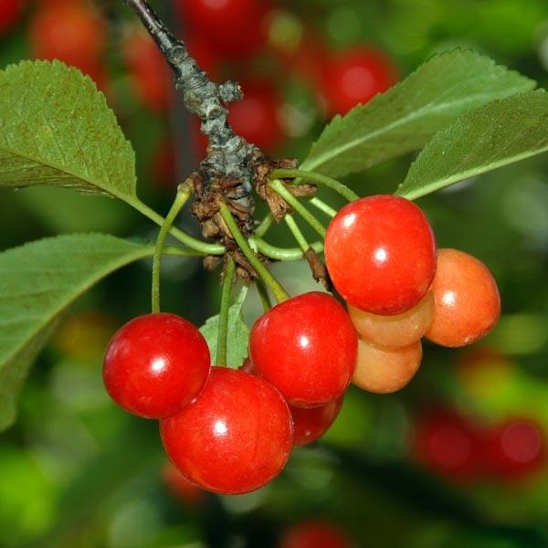 Prunus Avium Montmorency Sour Cherry - View 3 from www redcrocus com