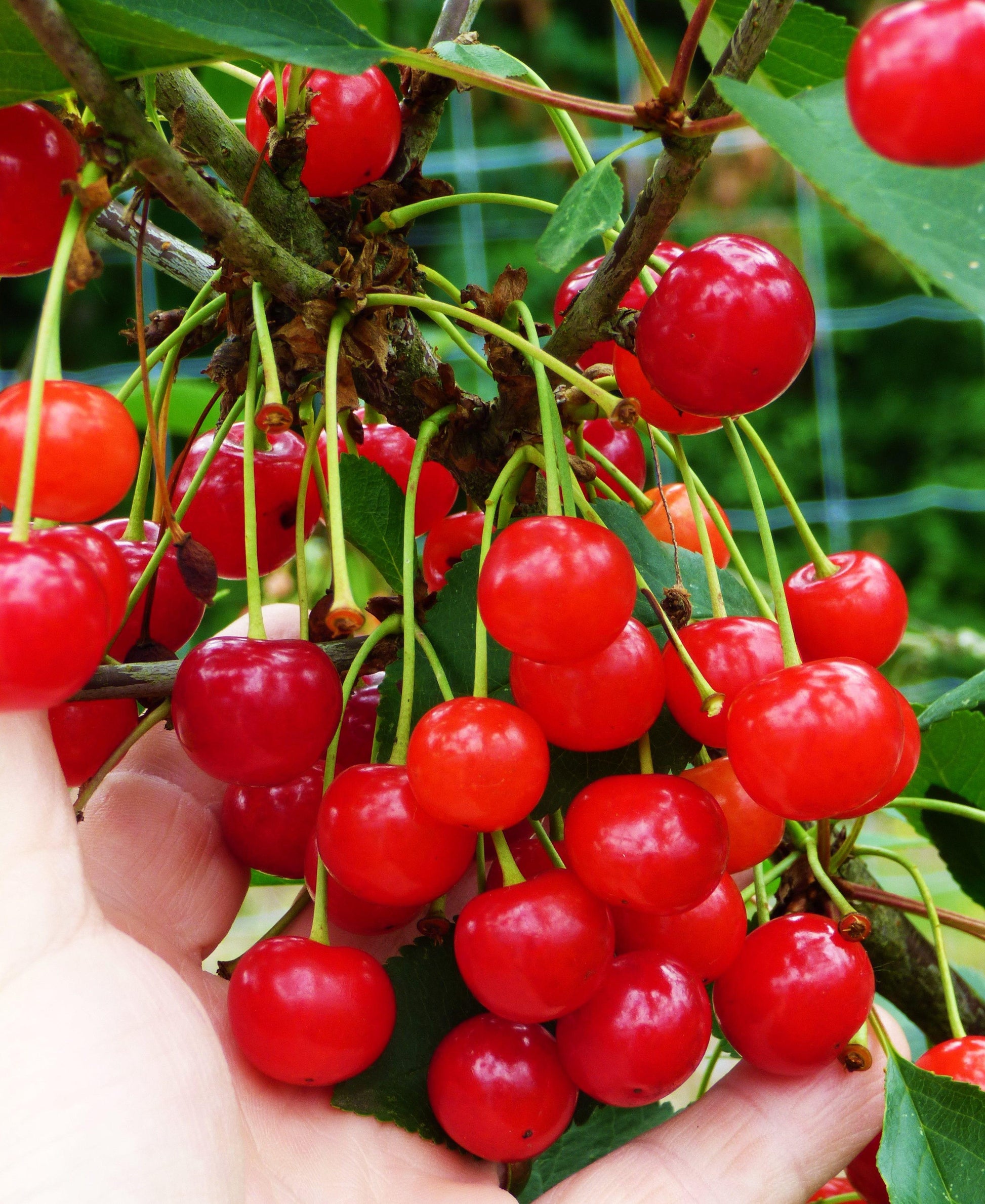 Prunus Avium Montmorency Sour Cherry - View 5 from www redcrocus com