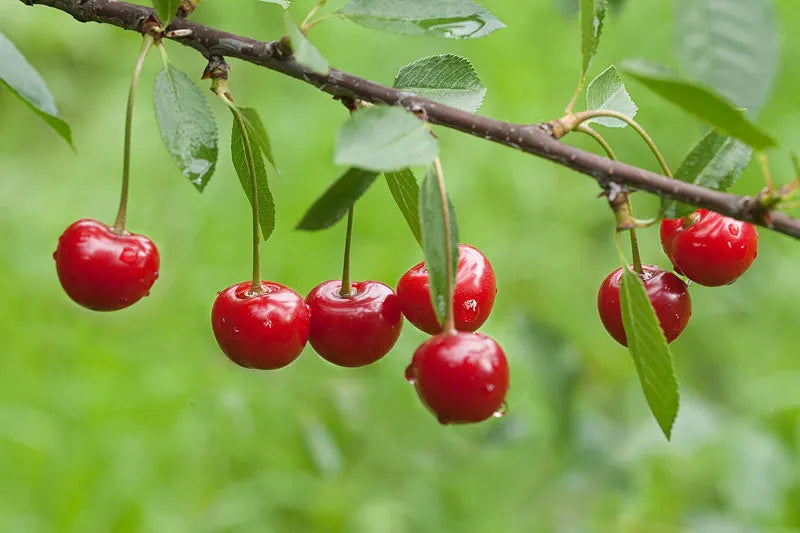 Prunus Avium Montmorency Sour Cherry - View 5 from www redcrocus com