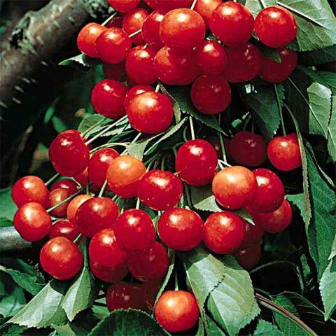 Prunus Avium Montmorency Sour Cherry - View 6 from www redcrocus com