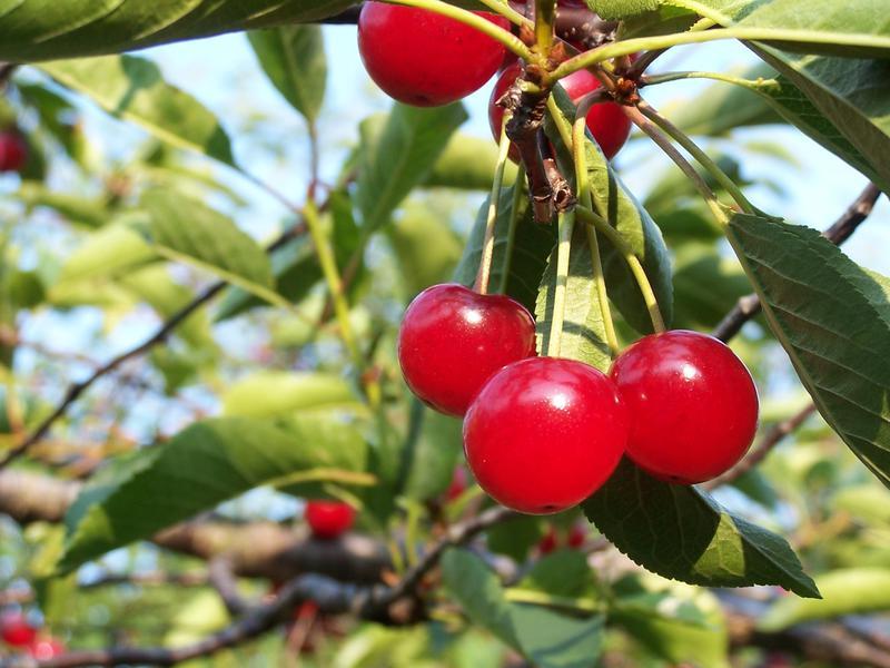 Prunus Avium Montmorency Sour Cherry - View 7 from www redcrocus com