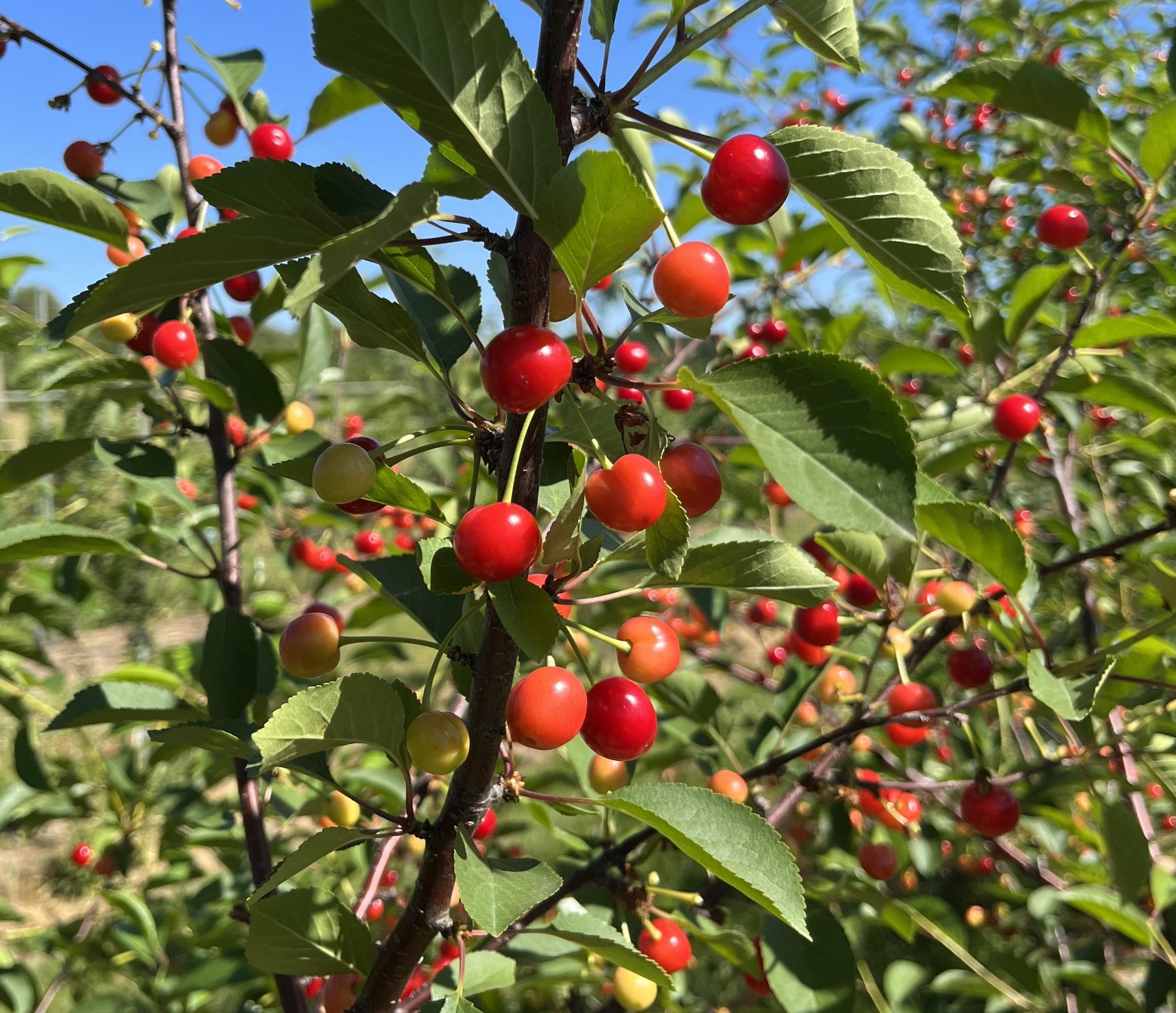 Prunus Avium Montmorency Sour Cherry - View 8 from www redcrocus com