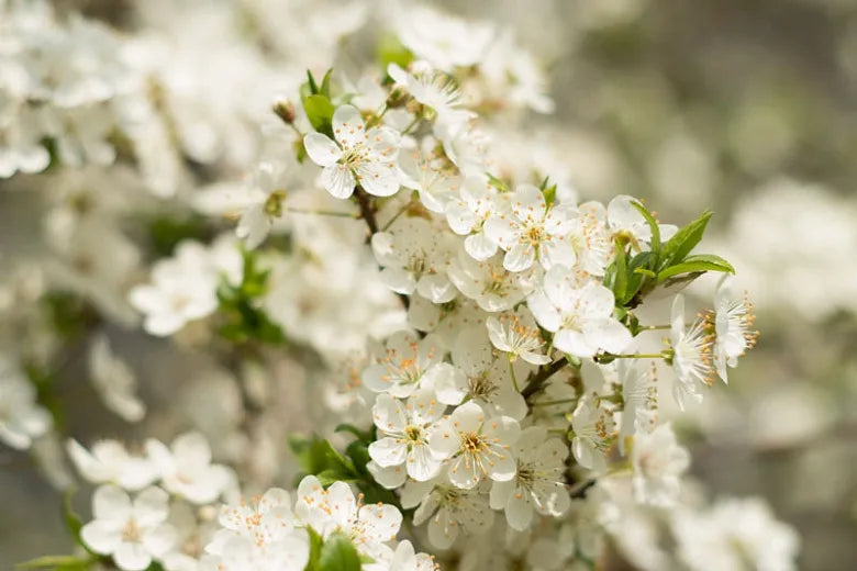 Prunus Avium Montmorency Sour Cherry - View 9 from www redcrocus com