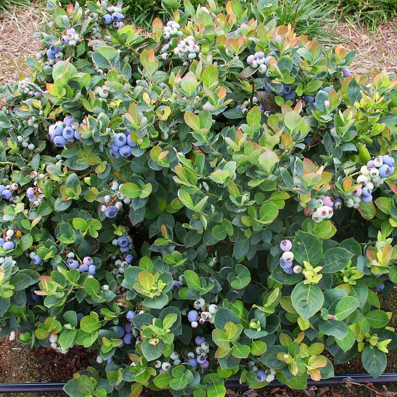 Blueberry Vaccinium Corymbosum Bluejay - View 10 from www redcrocus com