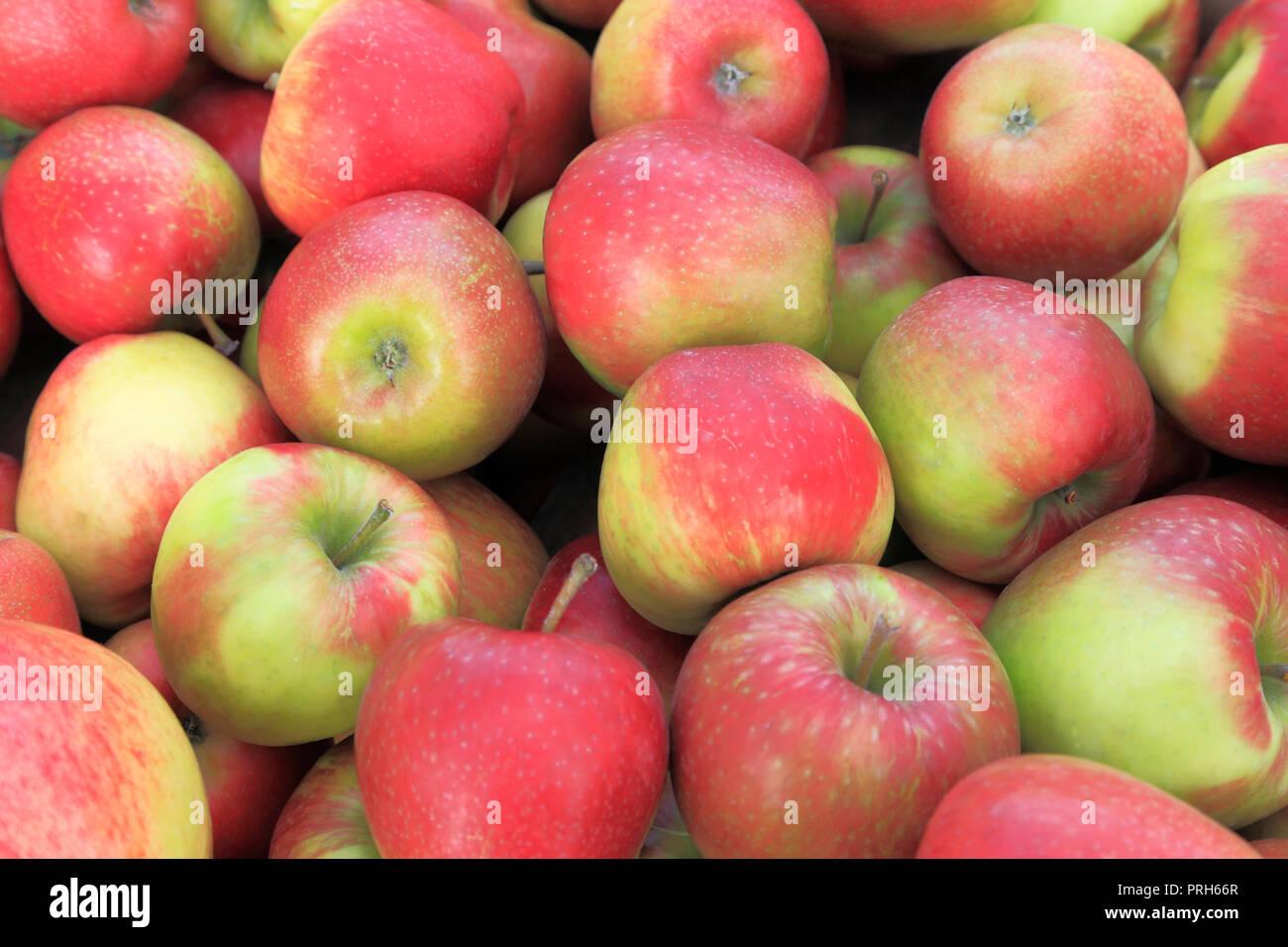 Malus Domestica Honeycrisp - View 18 from www redcrocus com