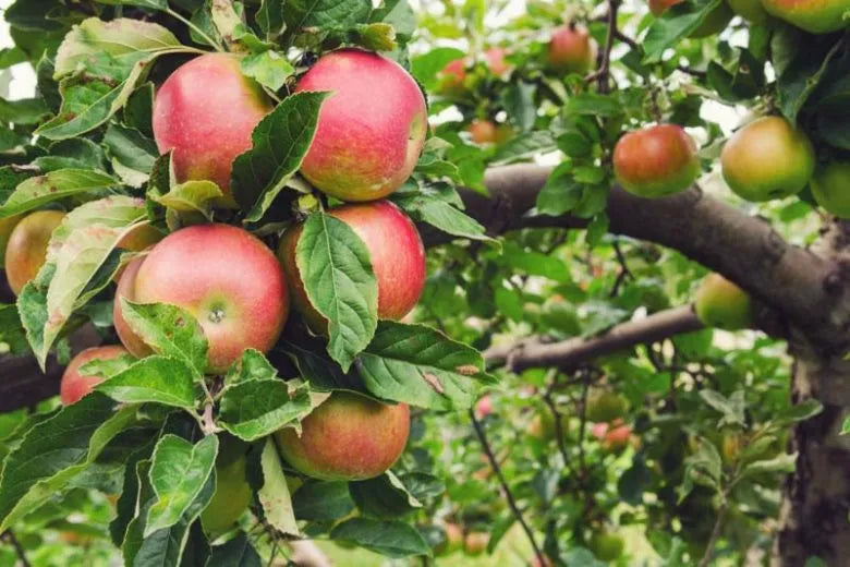 Malus Domestica Honeycrisp - View 1 from www redcrocus com