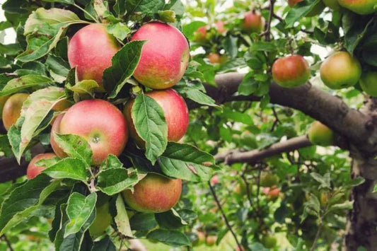 Malus Domestica Honeycrisp - View 1 from www redcrocus com