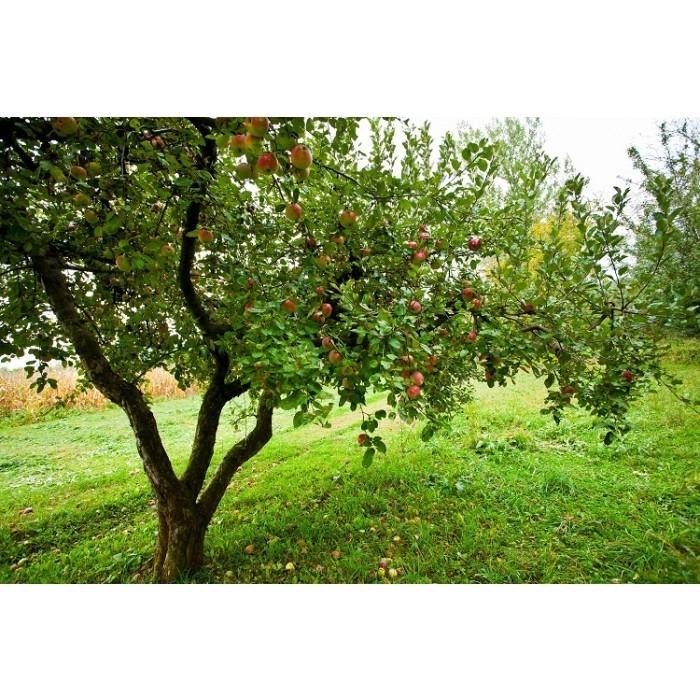 Malus Domestica Honeycrisp - View 2 from www redcrocus com