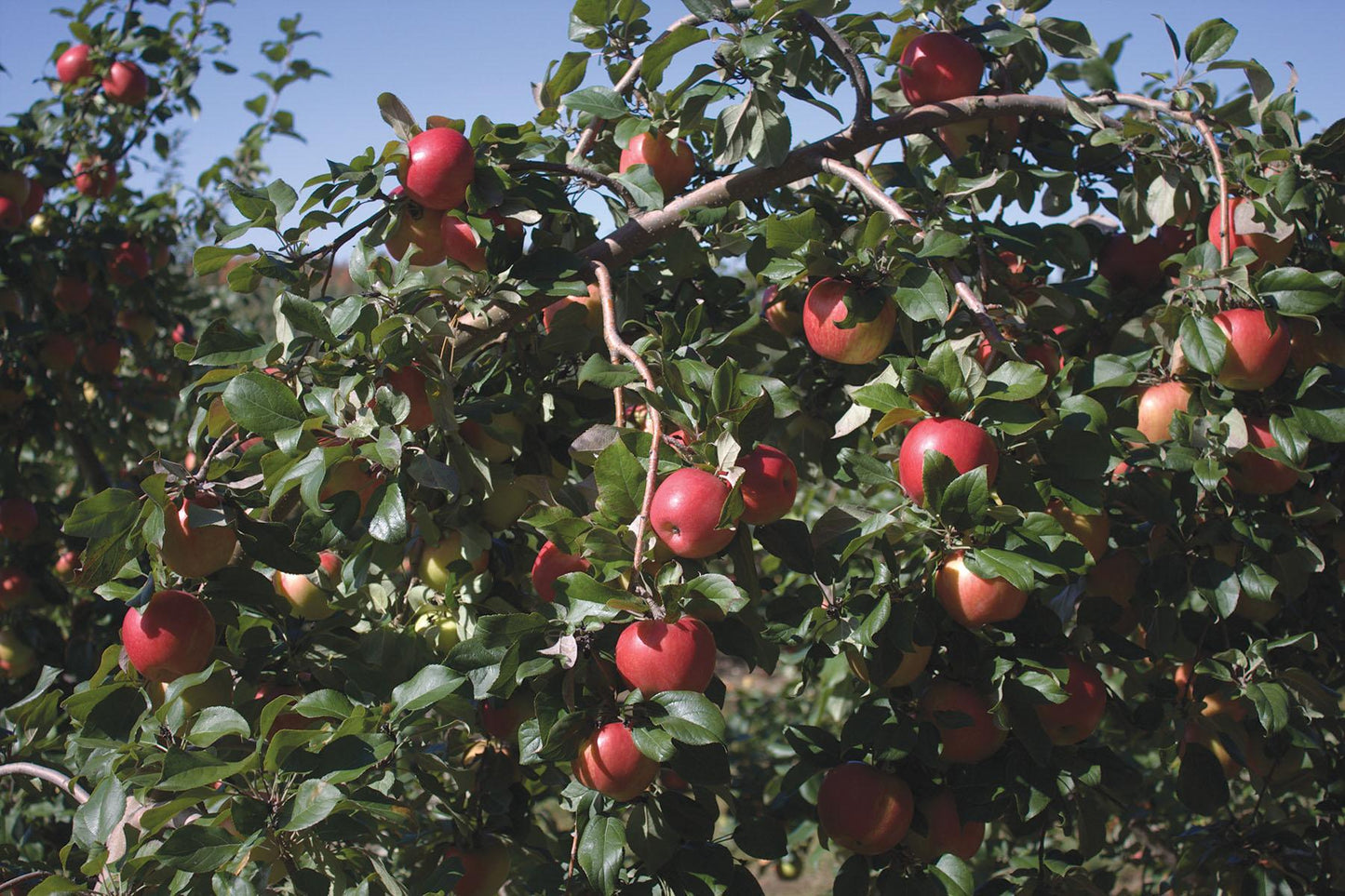 Malus Domestica Honeycrisp - View 5 from www redcrocus com