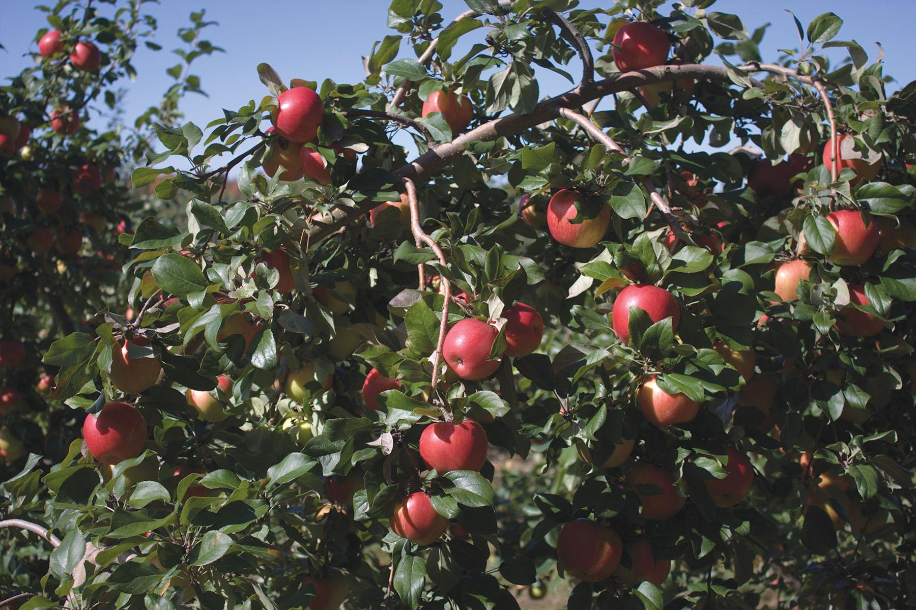Malus Domestica Honeycrisp - View 5 from www redcrocus com