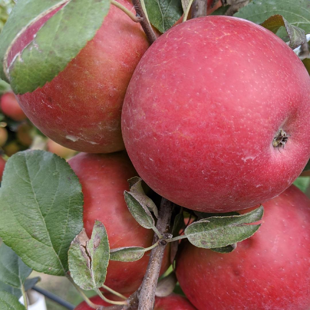 Malus Domestica Honeycrisp - View 9 from www redcrocus com