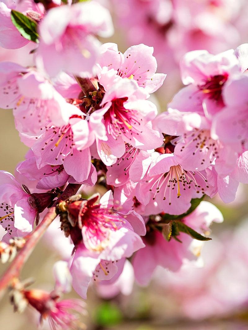 Prunus Persica 'sunglo' - View 13 from www redcrocus com