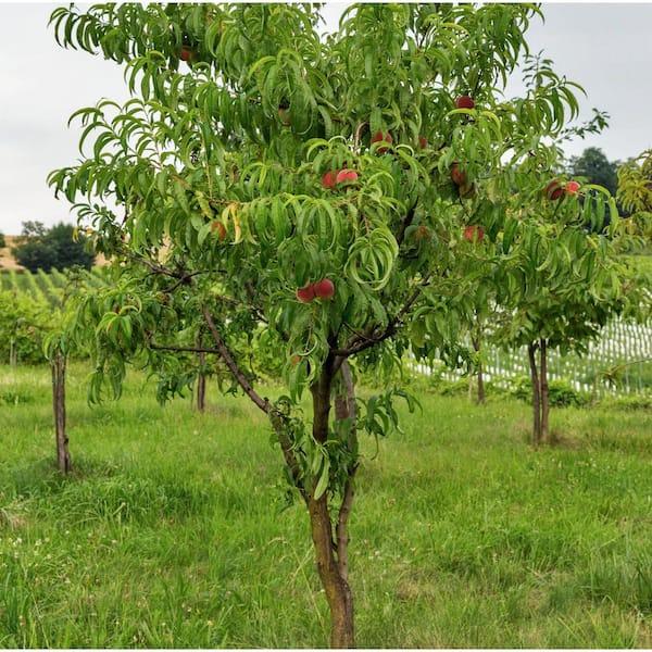 Prunus Persica 'sunglo' - View 17 from www redcrocus com