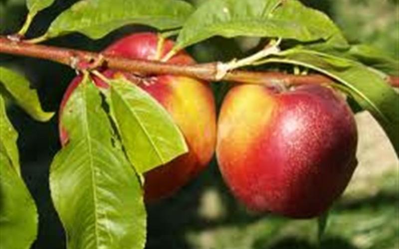 Prunus Persica 'sunglo' - View 1 from www redcrocus com