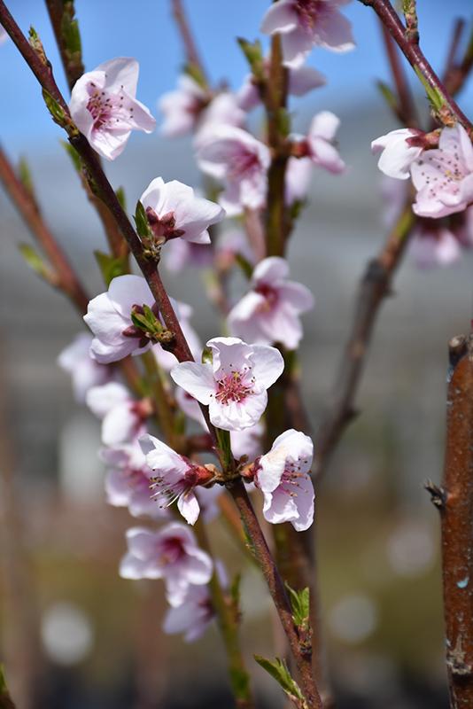 Prunus Persica 'sunglo' - View 21 from www redcrocus com