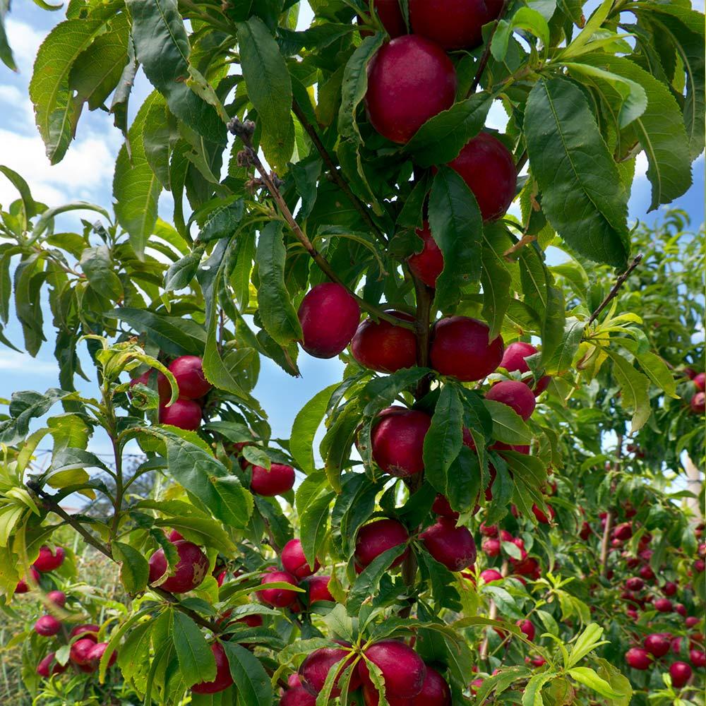 Prunus Persica 'sunglo' - View 22 from www redcrocus com