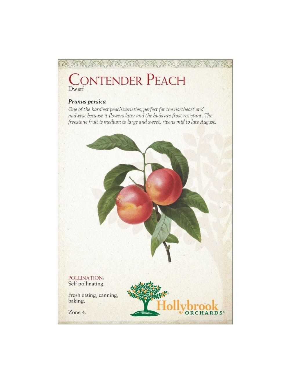 Prunus Persica 'sunglo' - View 23 from www redcrocus com