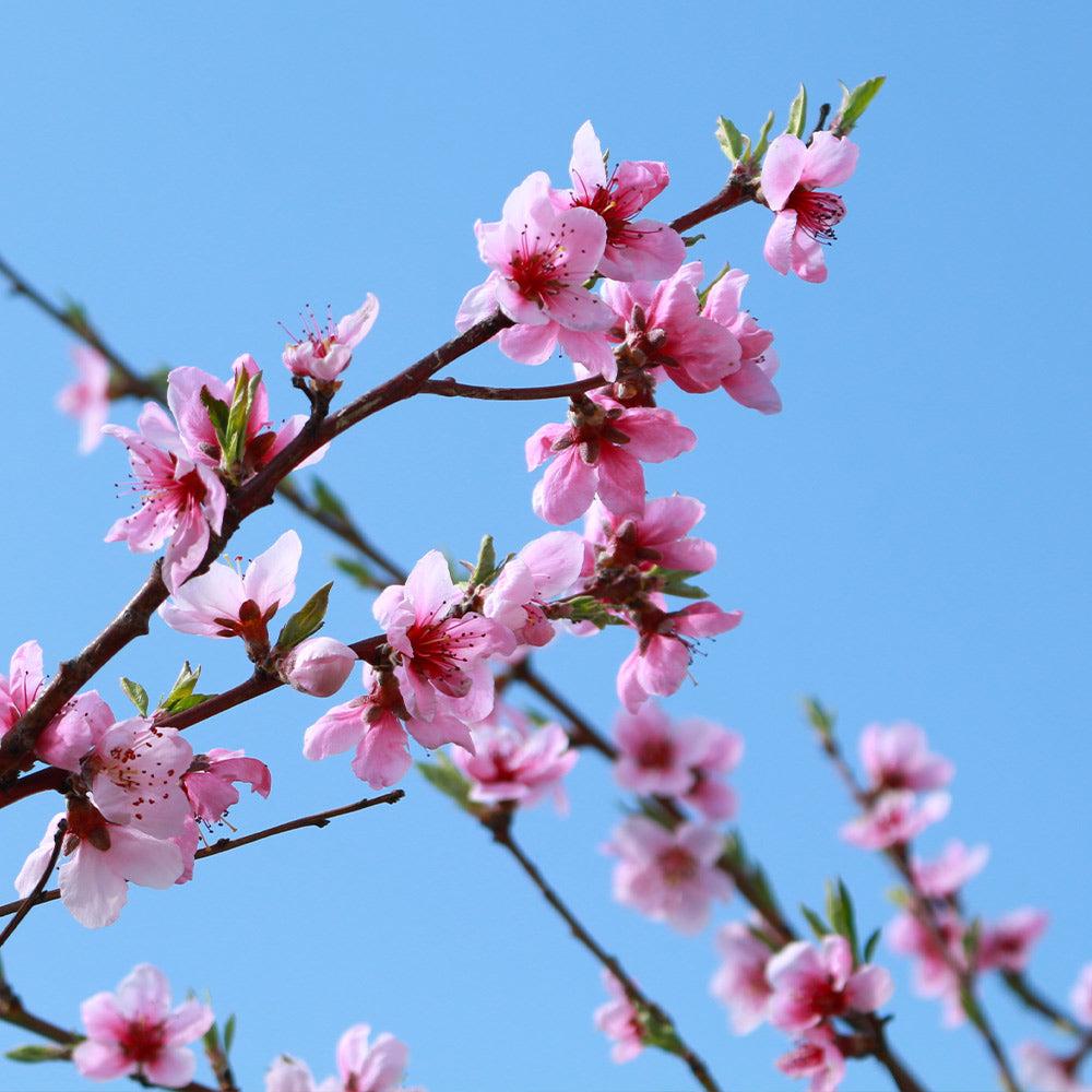 Prunus Persica 'sunglo' - View 27 from www redcrocus com