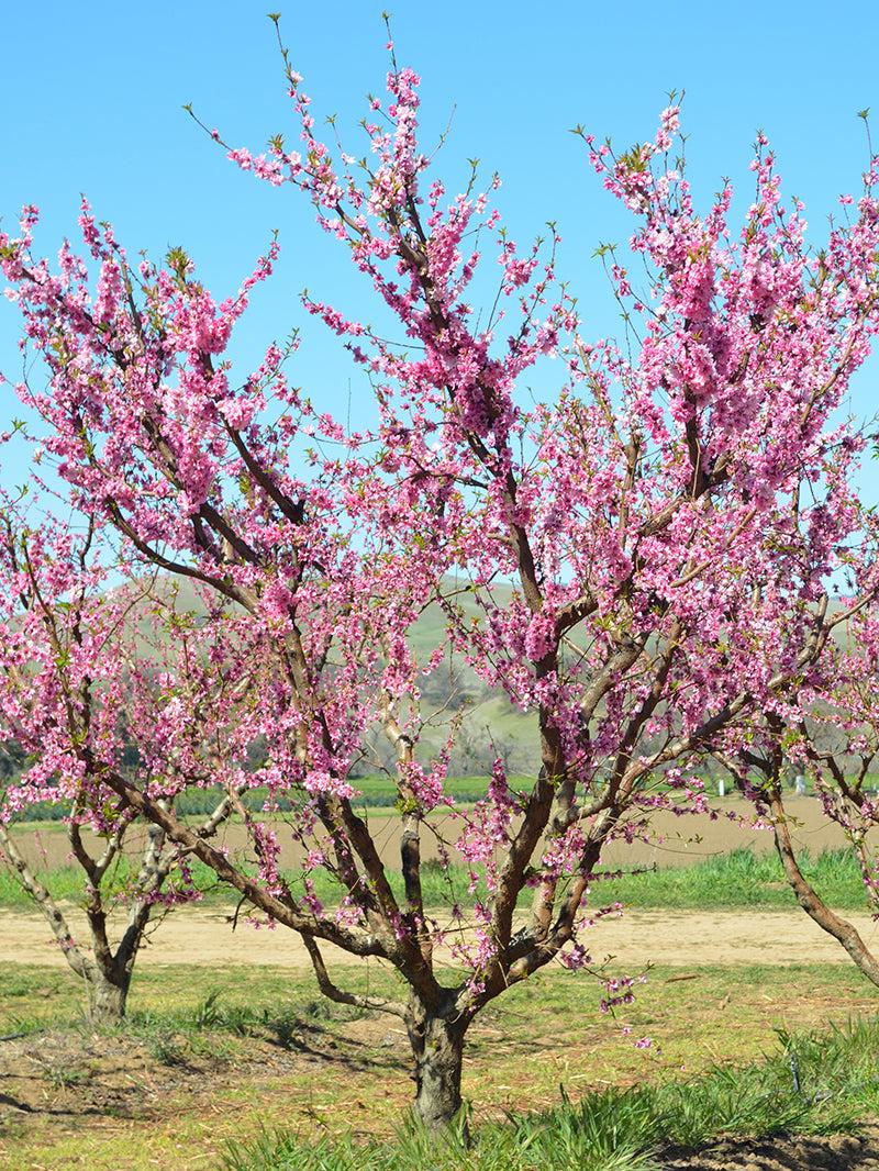 Prunus Persica 'sunglo' - View 5 from www redcrocus com