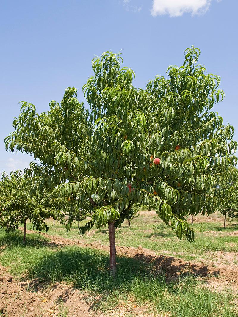 Prunus Persica 'sunglo' - View 7 from www redcrocus com
