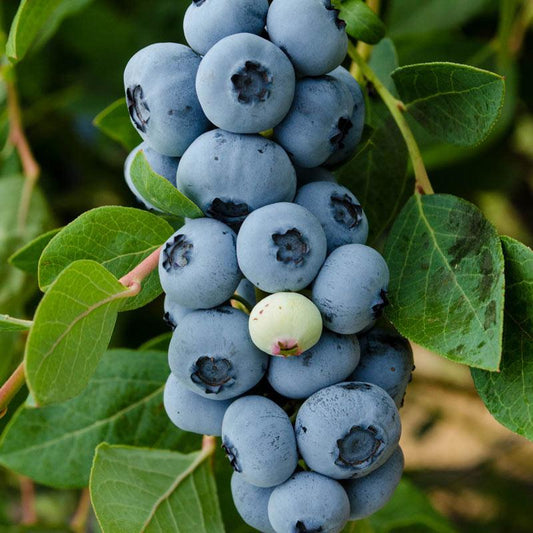 Blueberry Vaccinium Corymbosum Legacy - View 10 from www redcrocus com