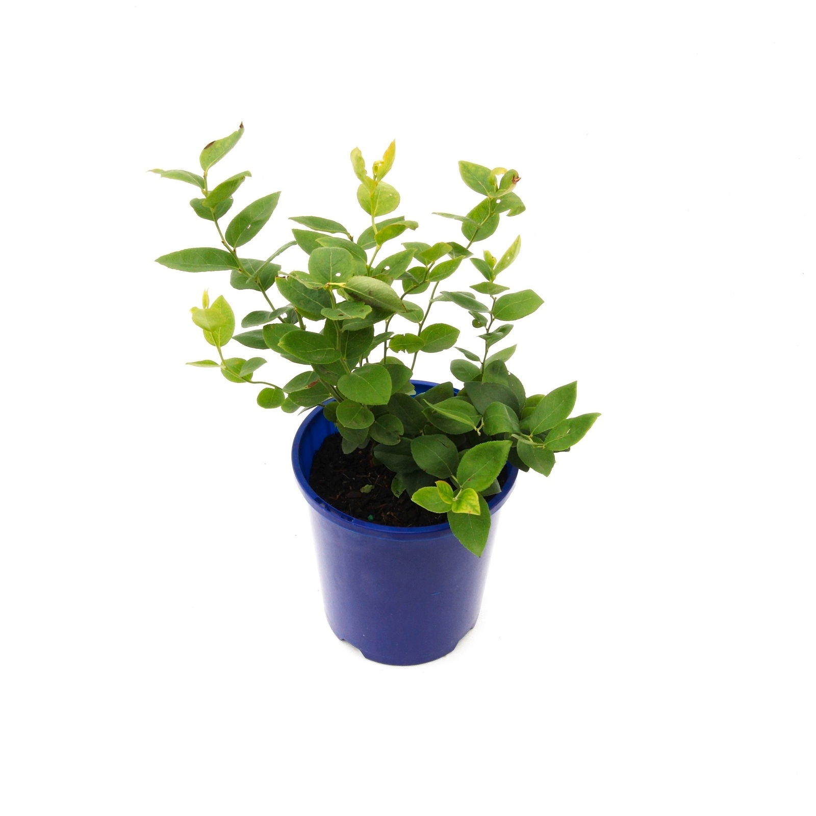 Blueberry Vaccinium Corymbosum Legacy - View 17 from www redcrocus com