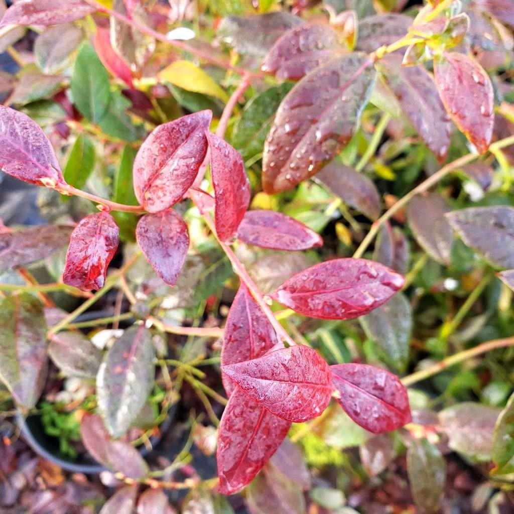Blueberry Vaccinium Corymbosum Legacy - View 1 from www redcrocus com
