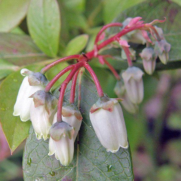 Blueberry Vaccinium Corymbosum Legacy - View 2 from www redcrocus com