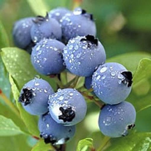 Blueberry Vaccinium Corymbosum Legacy - View 8 from www redcrocus com