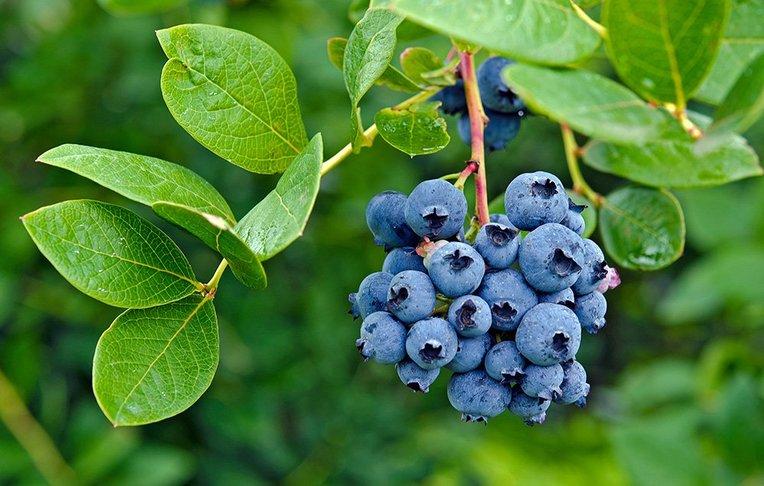 Blueberry, Vaccinium Corymbosum - View 10 from www redcrocus com