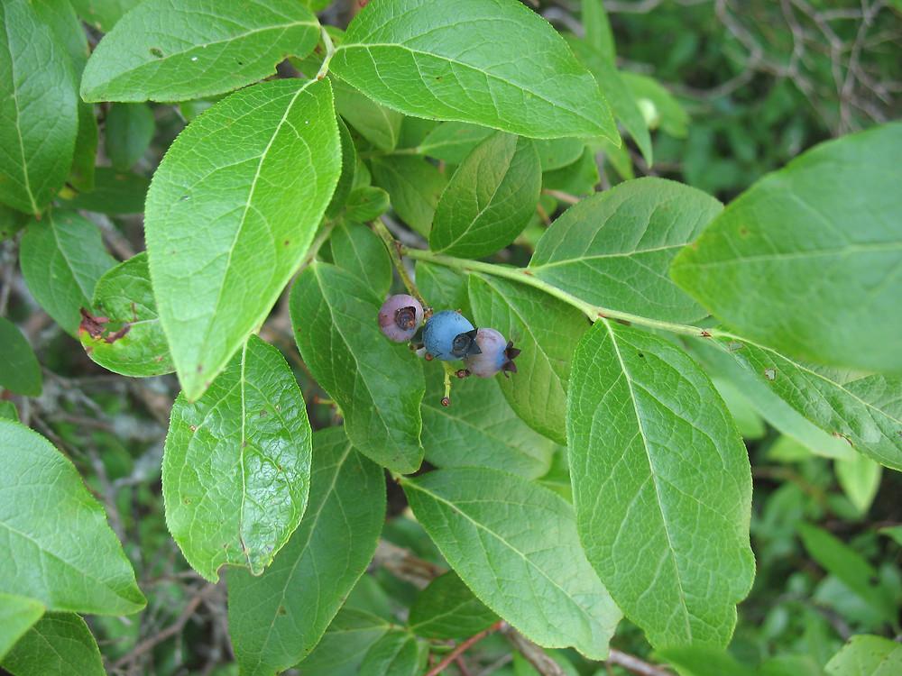 Blueberry, Vaccinium Corymbosum - View 14 from www redcrocus com