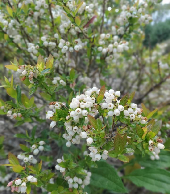 Blueberry, Vaccinium Corymbosum - View 15 from www redcrocus com