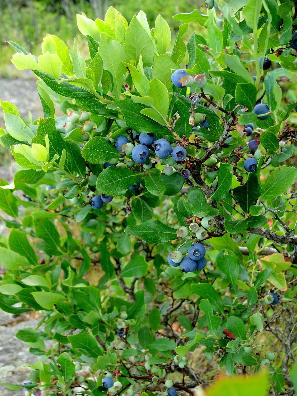 Blueberry, Vaccinium Corymbosum - View 16 from www redcrocus com
