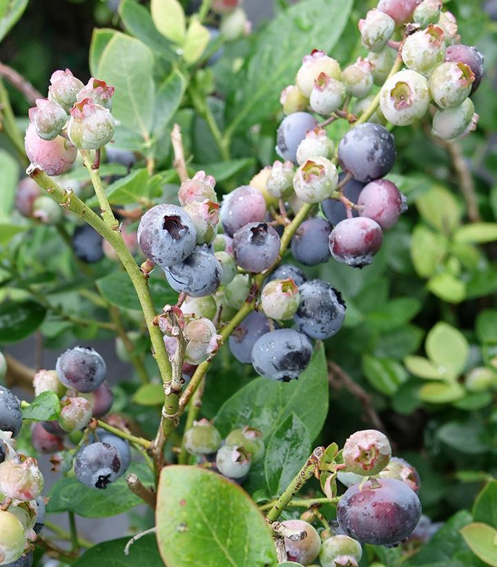 Blueberry, Vaccinium Corymbosum - View 17 from www redcrocus com