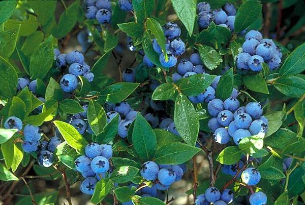 Blueberry, Vaccinium Corymbosum - View 18 from www redcrocus com