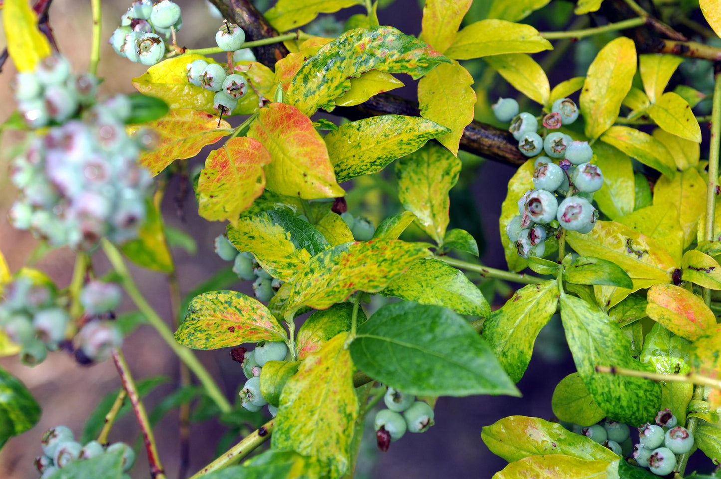 Blueberry, Vaccinium Corymbosum - View 19 from www redcrocus com