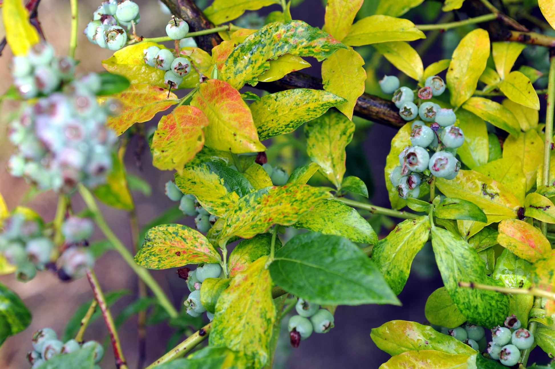 Blueberry, Vaccinium Corymbosum - View 19 from www redcrocus com